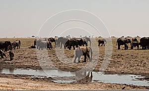 Horizontal elephants herd crossing chobe river