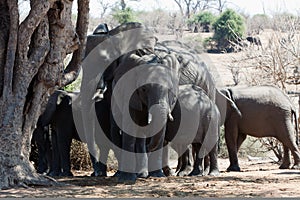 Horizontal elephants herd in the shape