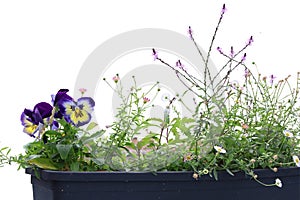 Horizontal Flower Pot in White Background with Pansies & Petunias