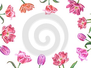 Horizontal frame with blooming tulips. Flowers with green leaves. Spring romance composition with space for text. Watercolor