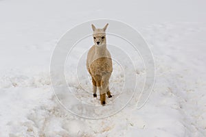 Horizontal frontal shot of cute cream-coloured baby alpaca standing with ears erect