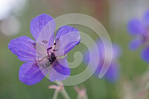 Blue flower of a field geranium on a background of meadow grasses.