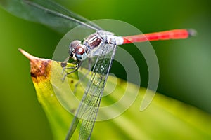 Horizontal full length Colored close up head focus photo of a dr