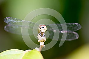 Horizontal full length Colored close up photo of a dragon fly he