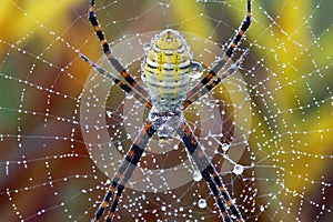 Horizontal Garden Spider Macro