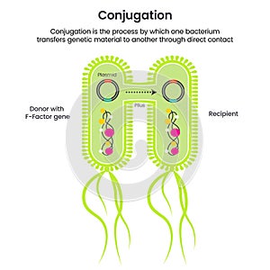 Horizontal Gene Transfer Conjugation scientific vector illustration infographic