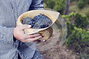 Horizontal Grapes Hat Syrah Man Hands