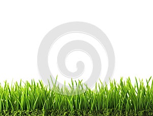 Horizontal green grass background with copy space area for text designs