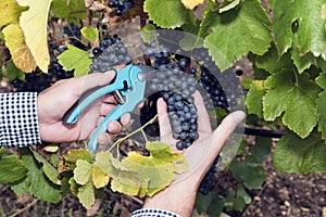 Horizontal Harvesting Secateurs Hands Man Grape Syrah photo