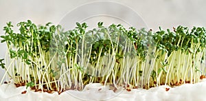 Horizontal header with fresh garden cress or Lepidium sativum sprouts