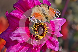 Beautiful butterfly sitting on the bright red and yellow colored dahlia flower on a warm sunny autumn day