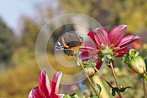 Beautiful butterfly sitting on the bright red and yellow colored dahlia flower on a warm sunny autumn day