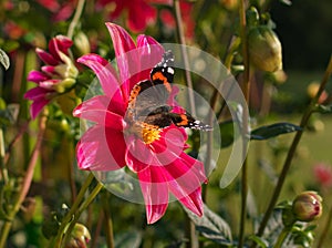 Beautiful butterfly sitting on the bright red and yellow colored dahlia flower on a warm sunny autumn day