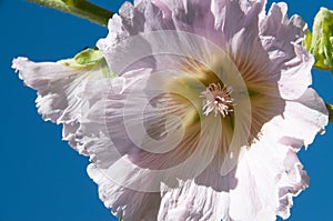 Horizontal of hollyhock flower in the style of Georgia O`Keeffe