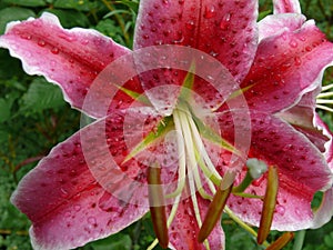 Pink lily flower after the rain close-up view