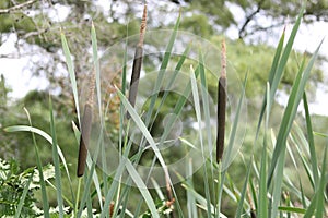 Horizontal image of bullrushes and foliage against blue cloudy sky