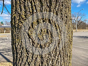 Tree Identification: Bur Oak Quercus macrocarpa photo