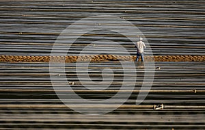 Horizontal image of field worker standing in strawberry field crop rows covered in plastic