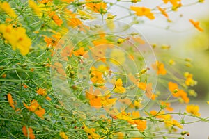 Horizontal image. The flowers tree are tilted. beautiful nature background of yellow blossom cosmos flowers.
