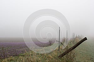 Horizontal image of foggy morning field with fence