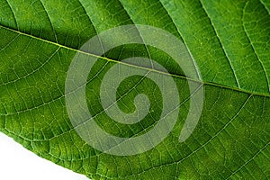 Horizontal image of a green hazel leaf close up with yellow veins. Close up.