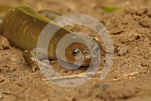 Horizontal image of Hynobius Dunni on brown land