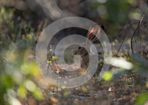 Horizontal image of jackrabbit from near the ground