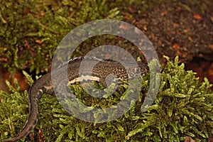 Horizontal image of a male  Ommatotriton Ophryticus walking on moss