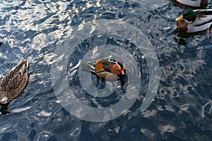 Horizontal image of a mandarin duck Aix galericulata swimming among other ducks on a lake