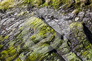 Horizontal image of Moss on Rocks