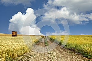 Horizontal image of old dirt road running through wheat field