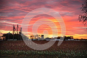 Horizontal image of a orange and pink sunrise over a field of milo