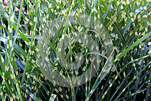 Horizontal image of ornamental zebra grass in landscaped garden