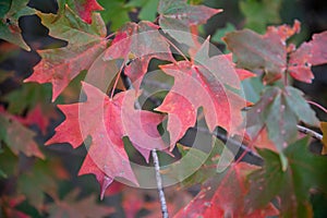 Horizontal image of red and green fall leaves