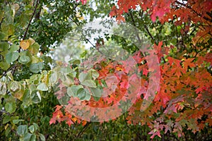 Horizontal image of red, orange and green fall leaves