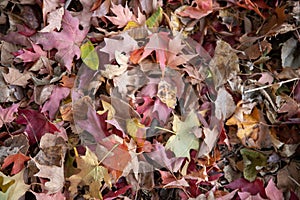 Horizontal image of red, orange and yellow fall leaves