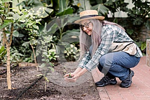 Horizontal image of senior woman gardener wearing jeans, shirt, apron and hat, working in a greenhouse, planting little