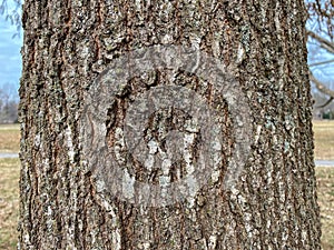 Tree Identification: Shingle Oak Quercus imbricaria photo