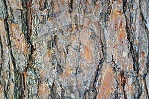 Tree Identification: Shortleaf Pine. Pinus Echinata photo