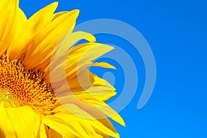 Horizontal image of sunflower over blue sky background. Abstract colorful nature background.