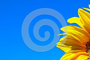 Horizontal image of sunflower over blue sky background. Abstract colorful nature background.