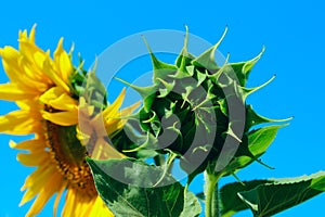 Horizontal image of sunflower over blue sky background. Abstract colorful nature background.