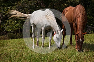 Horizontal image of two thoroughbred horses eating on a green meadow