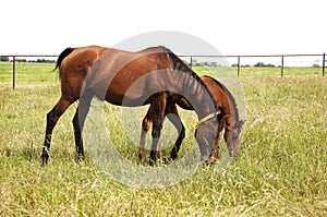 Horizontal image of two thoroughbred horses eating on a green meadow.