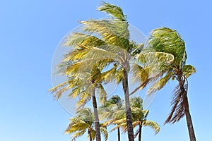 Horizontal image of wind blowing through palm trees against a clear blue sky. photo