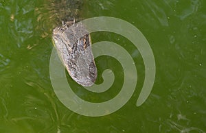 A young crocodile or alligator`s head sticks out of the mirky green swamp water.