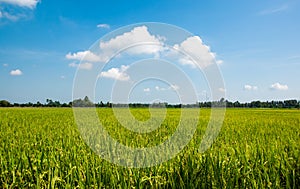 Horizontal lines of organic rice fields with beautiful blue sky and white cloudy background over the rice fields in countryside.