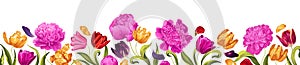 Horizontal long banner floral background decorated with beautiful colorful blooming tulip flowers and pink peonies.