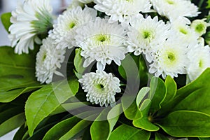 Macro of beautiful white chrysanthemum flowers in full bloom, with green leaves. Also called mums or chrysanths.