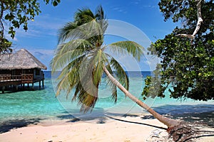 Horizontal palm tree extending across the beach towards the sea in the Maldives